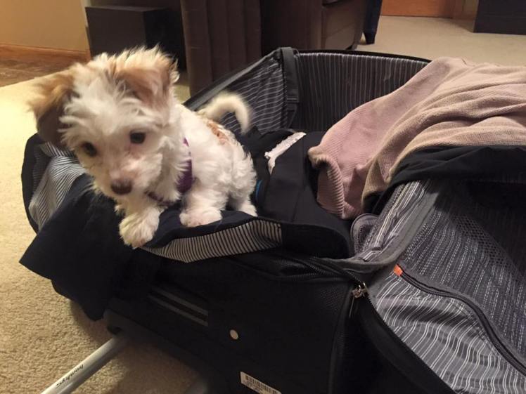 12814706_10206385433849879_8572940448333143524_n