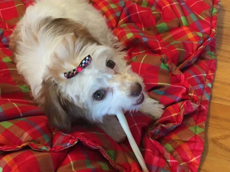 12901034_10206553584693545_242236410958973134_o