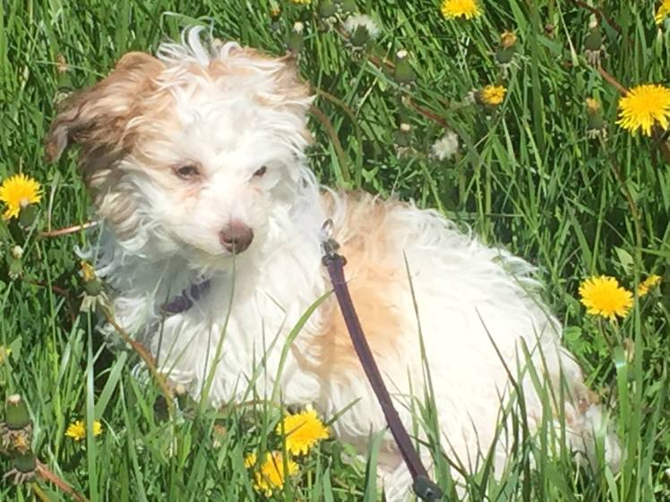 13086722_10206866467355416_8719582809693559431_o